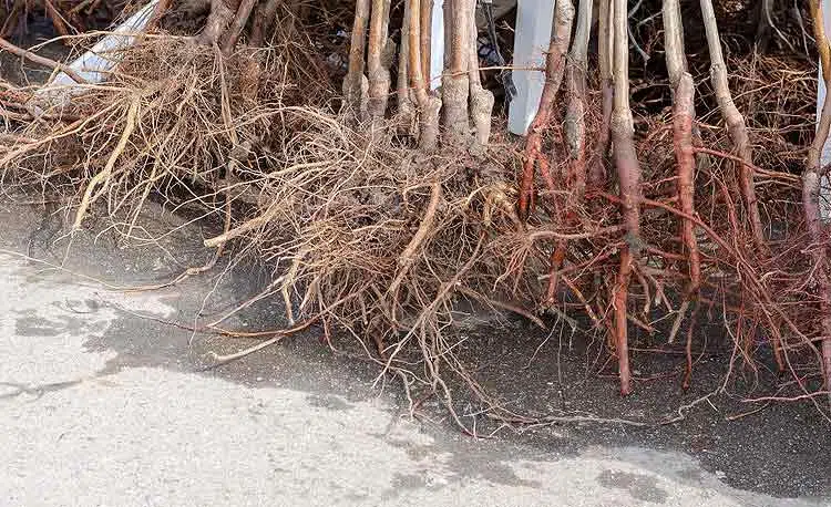 Jeunes arbres fruitiers à racines nues.