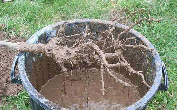 Pralinage des racines.