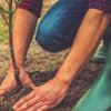 Plantation arbre Sainte-Catherine