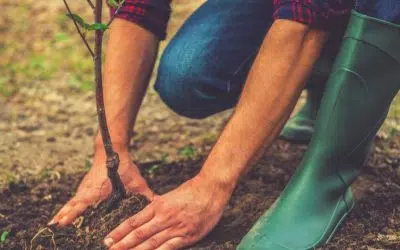 Plantation arbre Sainte-Catherine