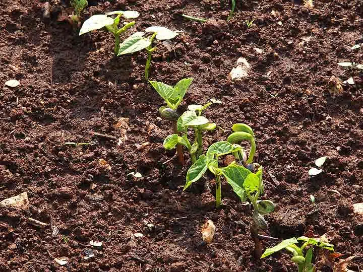 Jeunes pousses de haricots verts en pleine terre