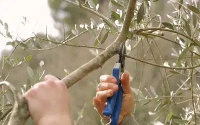 Taille d'un olivier au sécateur