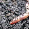Les vers de terre au potager