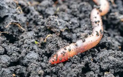 Les vers de terre au potager