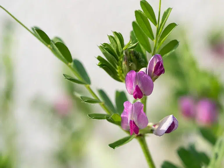 Vesce commune (Vicia sativa)