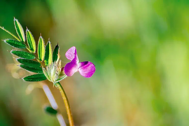 La vesce commune, un engrais vert à faire pousser au potager