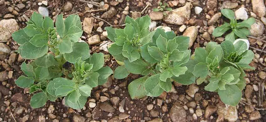 Jeunes plants de fève