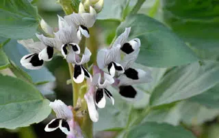 La plante de la fève en fleur
