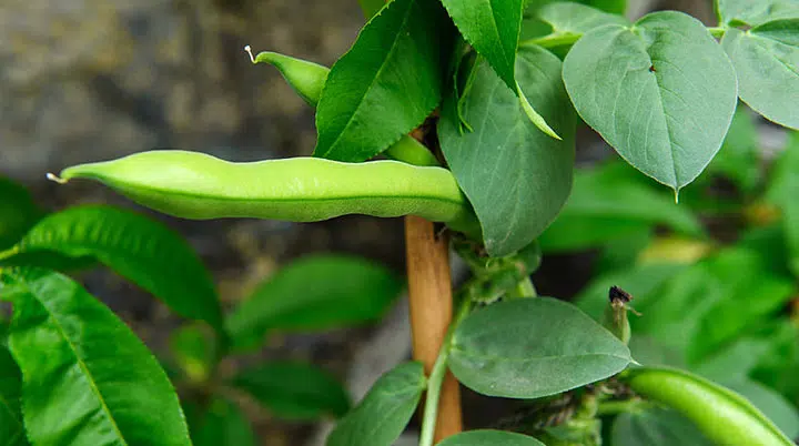 Fèves du potager en gros plan