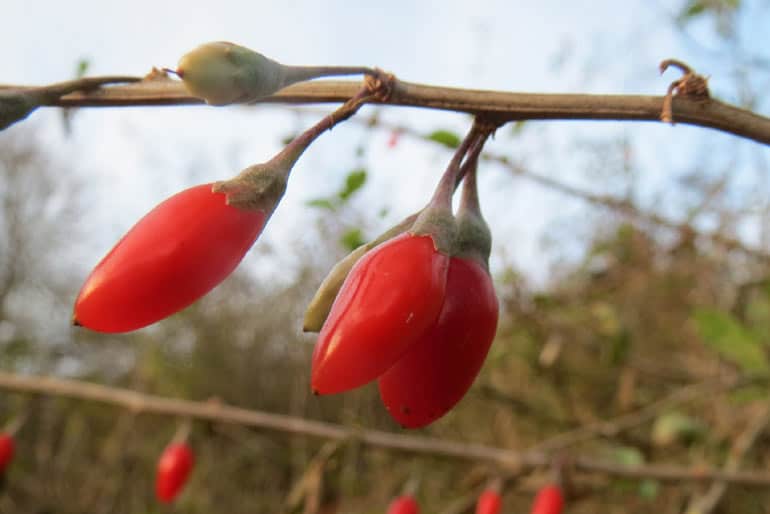 Les fameuses baies de Goji.