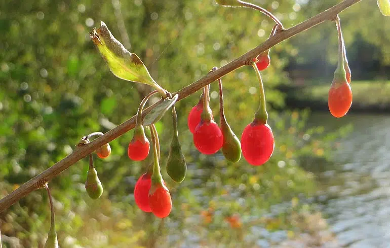 Cultiver le Lyciet pour récolter des baies de Goji.