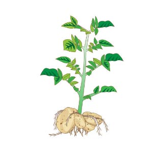 plant de patate douce