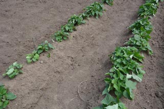 Plantation patate douce