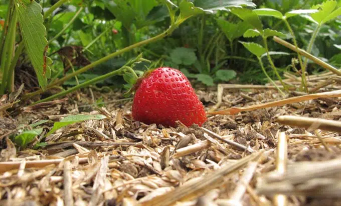 Paillez chaque plant avec des copeaux de bois