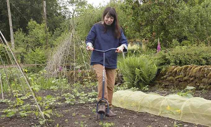 Utilisation de la griffe de jardin au potager.