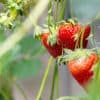 planter des fraisiers en automne