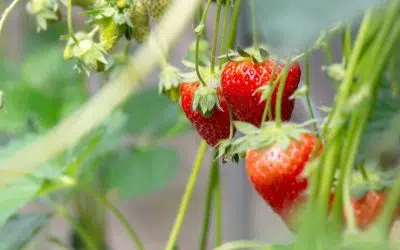 planter des fraisiers en automne