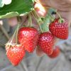 variétés de fraises remontantes