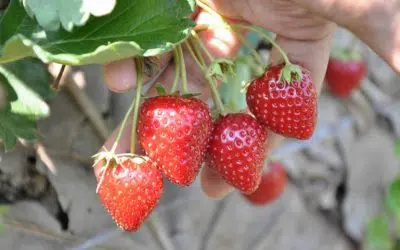 variétés de fraises remontantes