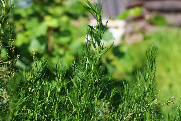 Plantation et récolte de l'estragon