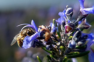 abeille qui butine le romarin