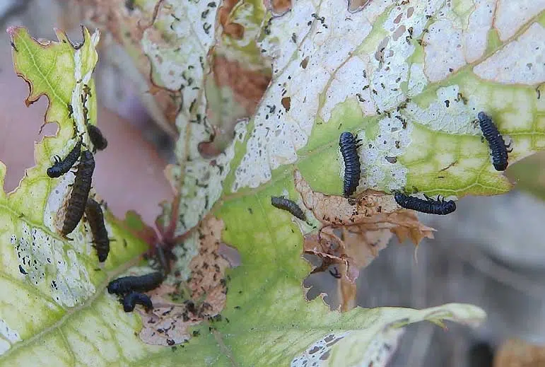 Larves d'altise de la vigne