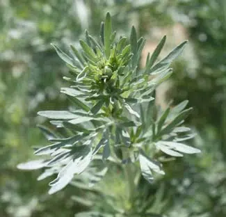 L'absinthe pour repousser les altises