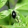 lutter contre les altises