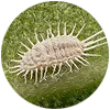 Cochenille