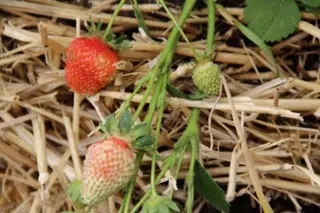 Cultiver des fraises sur de la paille