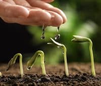 Températures de germination