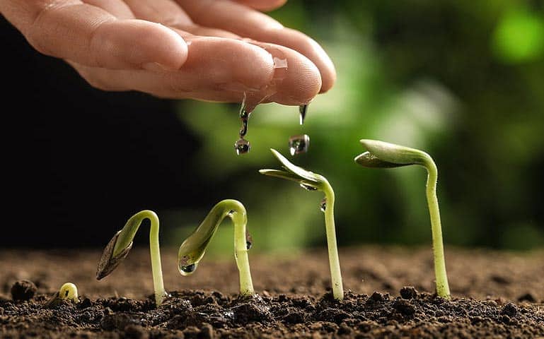 Comprendre le processus de germination des graines