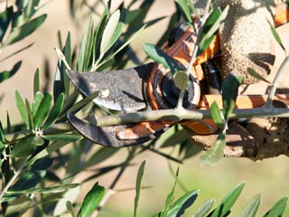 Tailler l'olivier d'ornement au sécateur