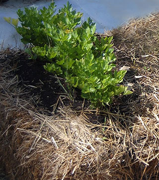 Plantation sur de la paille