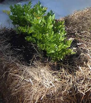 Plantation sur de la paille