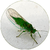 psylle
