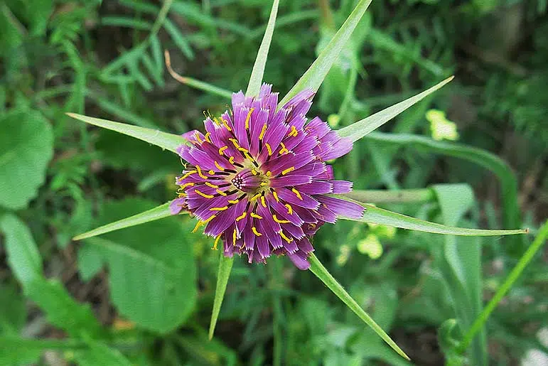 Salsifis (Tragopogon porrifolius)