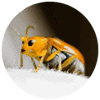 thrips