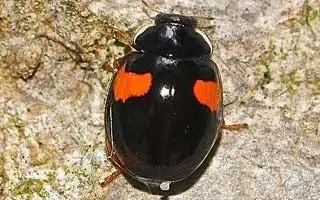 Coccinelle à deux points (Adalia bipunctata)