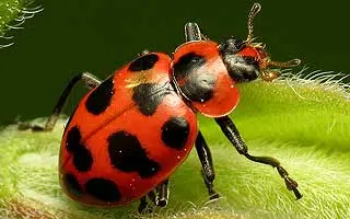 Coccinelle maculée (Coleomegilla maculata)