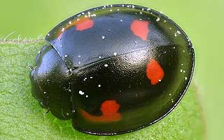 Coccinelle à virgule (Exochomus quadripustulatus)
