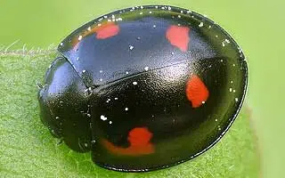 Coccinelle à virgule (Exochomus quadripustulatus)