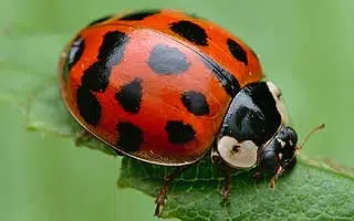 Coccinelle asiatique (Harmonia axyridis)