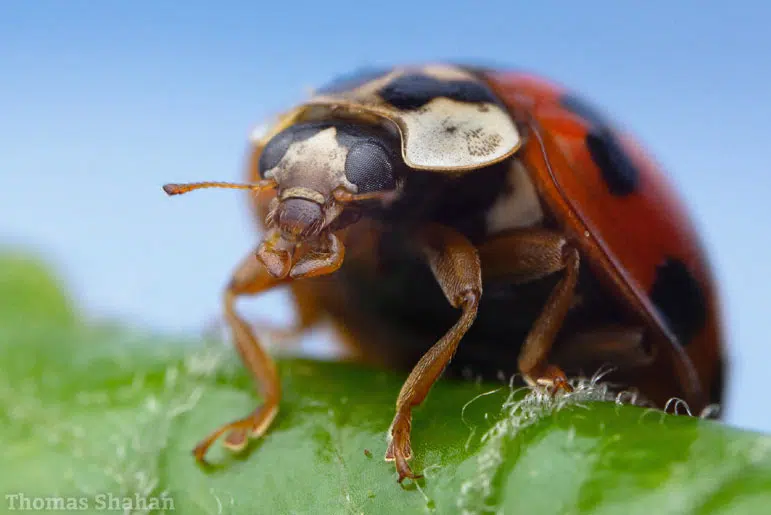 Coccinelle asiatique