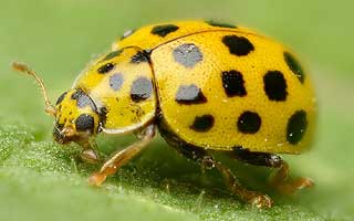 Coccinelle jaune (Psyllobora vigintiduopunctata)