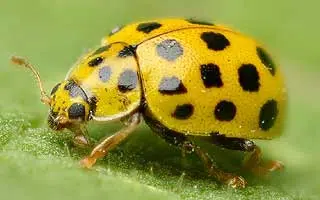 Coccinelle jaune (Psyllobora vigintiduopunctata)