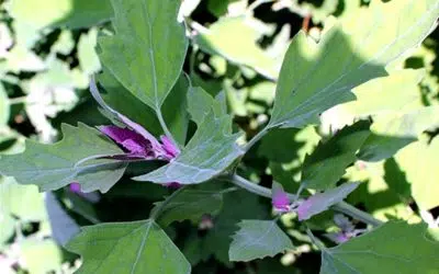 Arroche des jardins