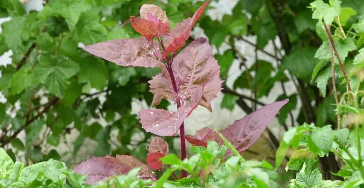 L'arroche rouge