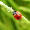 espèces de coccinelle