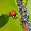 Coccinelle au potager